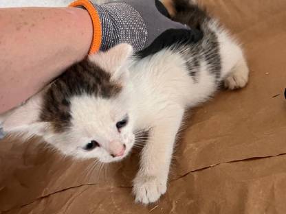 Baby-Katzen