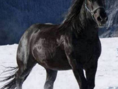 Bild 9:Zollner Schaunitz XVI Noriker Deckhengst