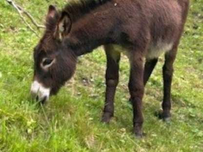 Bild 2:Esselhengstfohlen