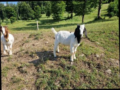 Bild 6:Burenziegenböcke