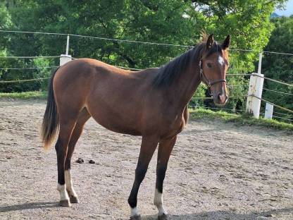 Bild 4:Pintostutfohlen PANDORA