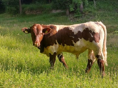 Jungstier - fleischbetont, hornlos, Bio