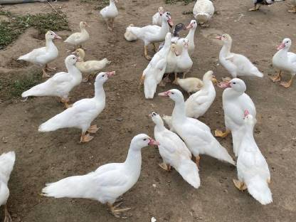 Bild 2:Junge Moschusenten