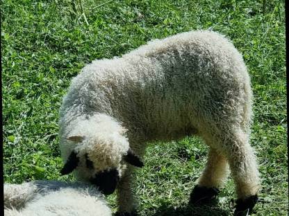 Walliser Schwarznasen Schaf