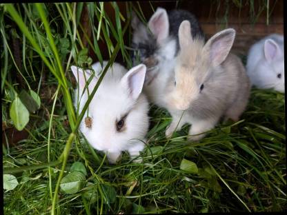 Bild 4:Zwergkaninchen zu verkaufen