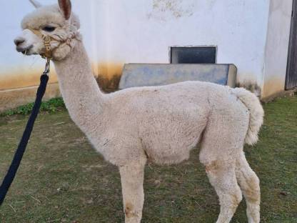 Bild 2:Alpaka-Junghengste