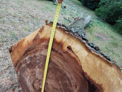 Bild 7:Ulmen Rüster Bloche