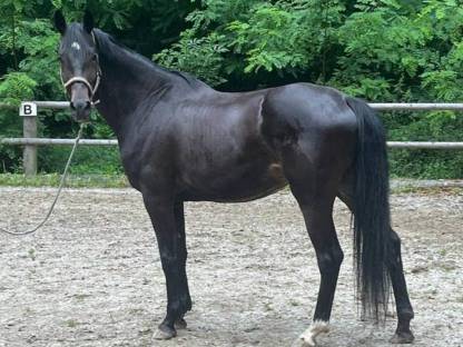 Warmblutwallach