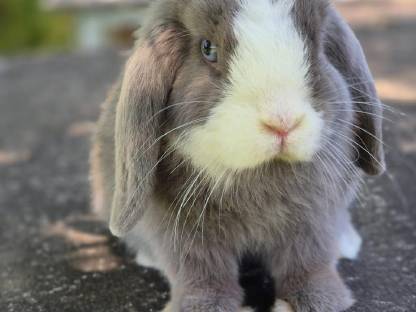 Bild 4:Zwerghase Minilop Schlappohren Hängeohren