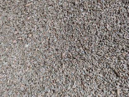 Futterhafer, Futterroggen BIO