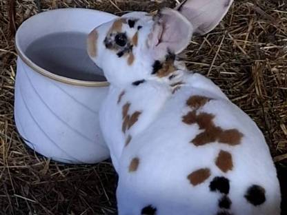 Bild 4:Löwenkopf, Dalmatiner Rex, Riesen