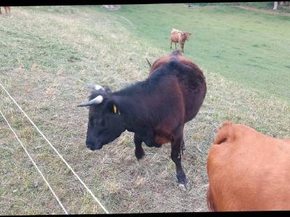 Bild 4:BIO Dexter Kuh trächtig