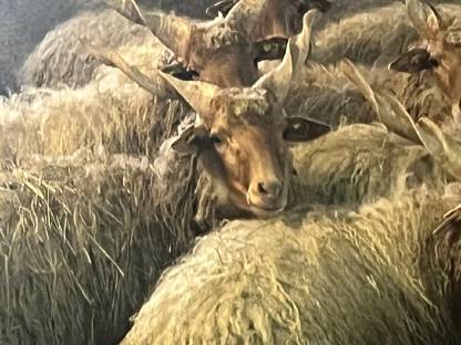 Bild 5:Zackelschaf Zuchtwidder