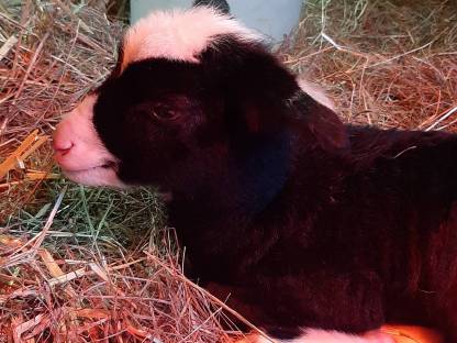 Bild 2:Jungschafe weiblich