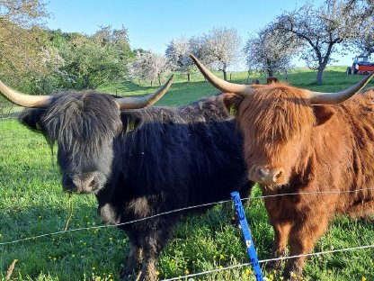 Bild 4:Stark preisreduziert! Teil einer Hochlandrinderherde