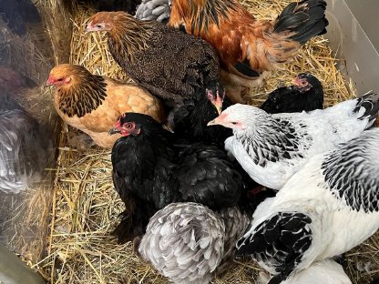 Bild 3:Zwerg Lachshühner, Zwerg Bielefelder, Zwerg Cochin, Seramas