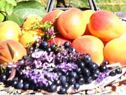 Bild 2:Vorarlberg, Tirol, Alpenraum: suchen kl. Hof (Miete/Pacht)