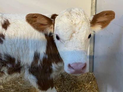Aufzuchtbetrieb für Fleckviehkalbinnen gesucht