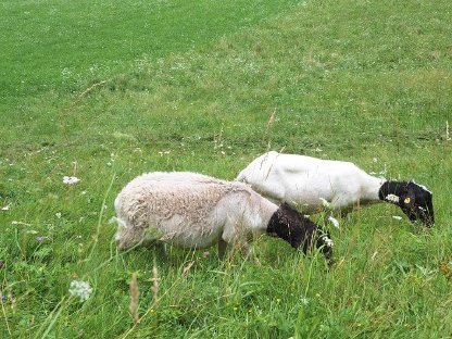 Bio Dorper Jungwidder