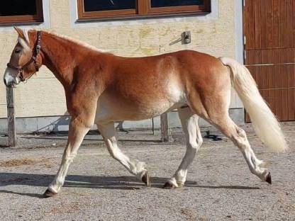 Bild 6:Haflingerwallach Bertoli-W