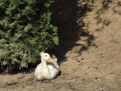 Bild 7:Pfau, Meerschweinchen, Zwergcochin, Enten, Tauben