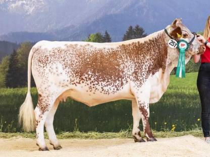 Bild 7:Pustertaler Sprinzen