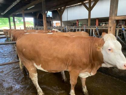 Bild 3:Fleckvieh Zuchtkalbinnen