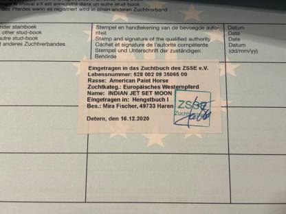 Bild 6:Painthorse Deckhengst gekört APHA, ZSSE