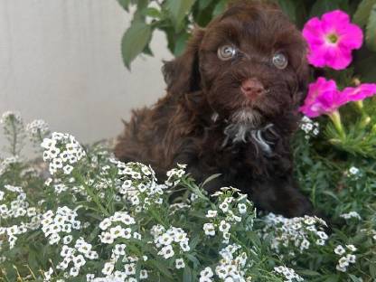 Bild 2:Bollipoo-Welpen und Toypudel mit Ahnentafel