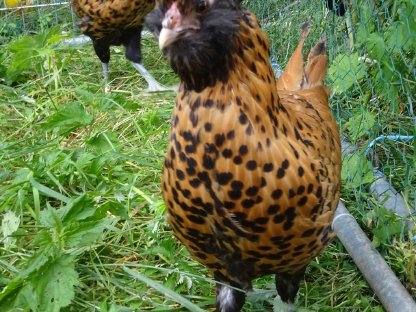 Bild 4:Brabanter gold-schwarzgetupft