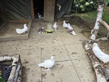 Bild 8:Pfau, Meerschweinchen, Zwergcochin, Enten, Tauben