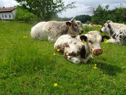 Bild 7:Pustertaler Sprinzen BIO - PSR-Kühe mit Kalb