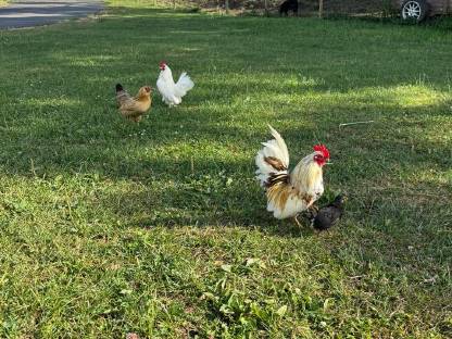 Bild 4:Hahn 2025 (Serama Bartzwerg Mischling)