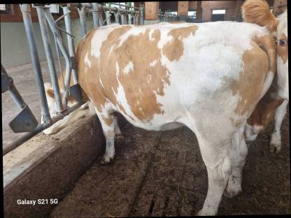 Bild 2:Bio-FL-Kalbinnen