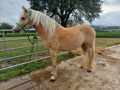 Haflinger Wallach