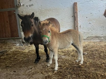 Verkaufe wunderschöne Mini-Shettys