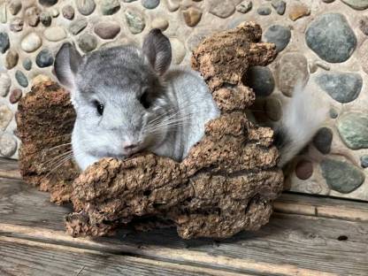Bild 2:Chinchilla