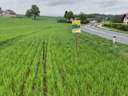 Hafer, Bio Umstellerware