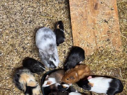 Bild 4:Meerschweinchen