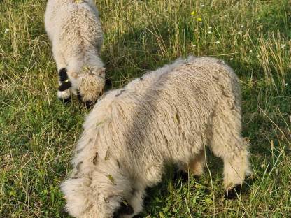 Bild 2:Walliser Schwarznasen 4 Jungböcke