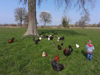 Bild 7:Bruteier Buntleger, Grünleger, Blauleger, Mooshühner, Maran