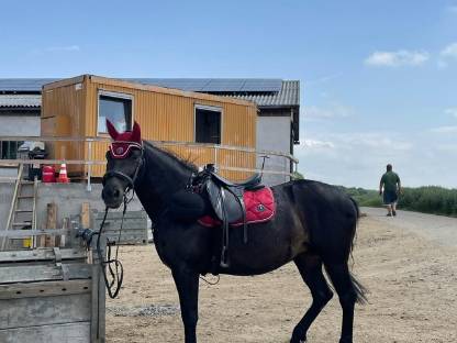 Bild 2:Wunderschöne Rappstute