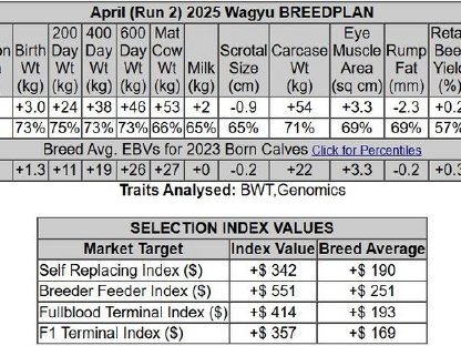 Bild 2:Wagyu-Genetik der Spitzenklasse – Der Schlüssel zum Erfolg!