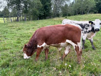 Stier, 8 Monate alt