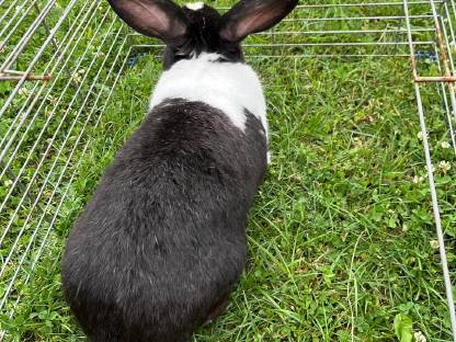 Bild 2:Kaninchen männlich