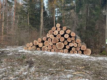 Bild 2:Holzschlägerung/Baumfällung