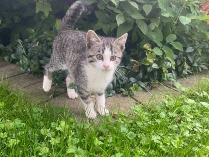 Babykatzen