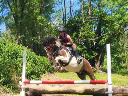 Bild 2:Mr. RONALDO, geb. 2016 und 1,60 m groß