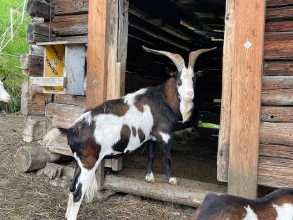 Tauernscheckenbock Goizei