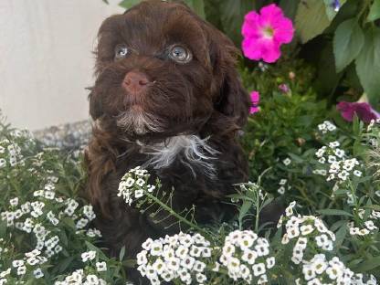Bild 3:Bollipoo-Welpen und Toypudel mit Ahnentafel